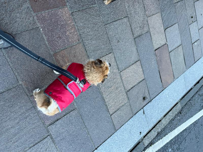 Pawfect fit!