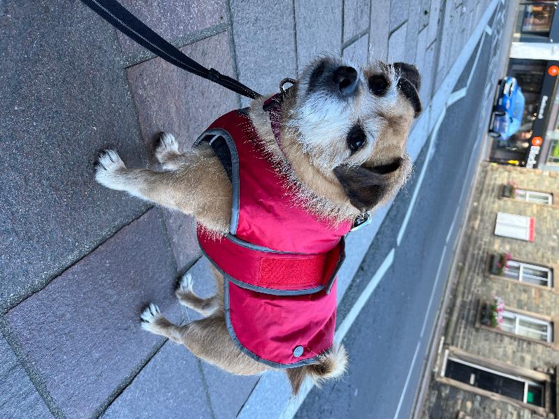 Pawfect fit!