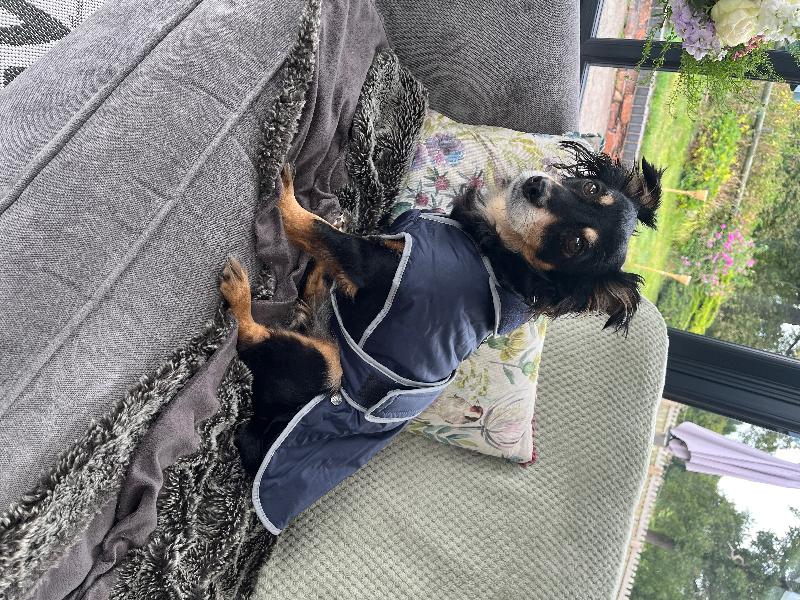 Pawfect fit!