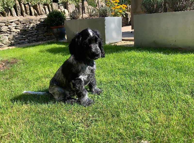 We have fed our dogs on Burns for over 20 years