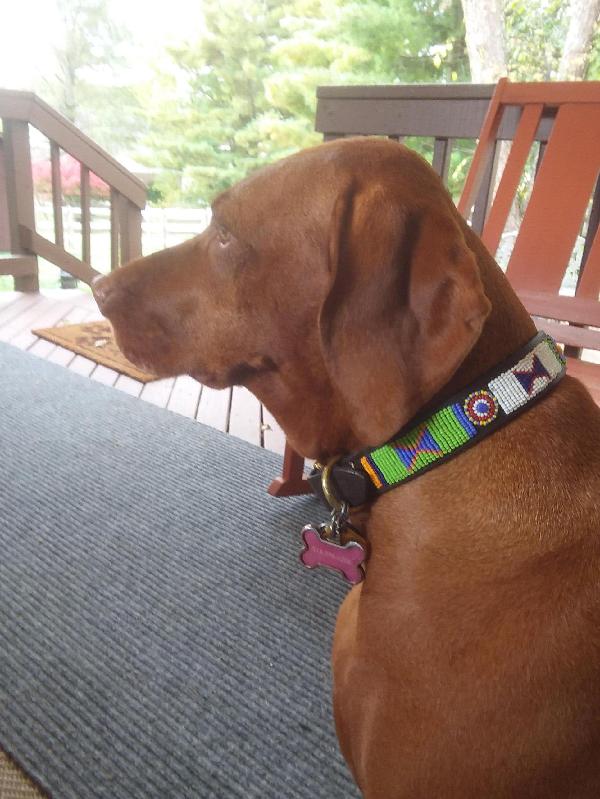 Exceptional Dog Collars