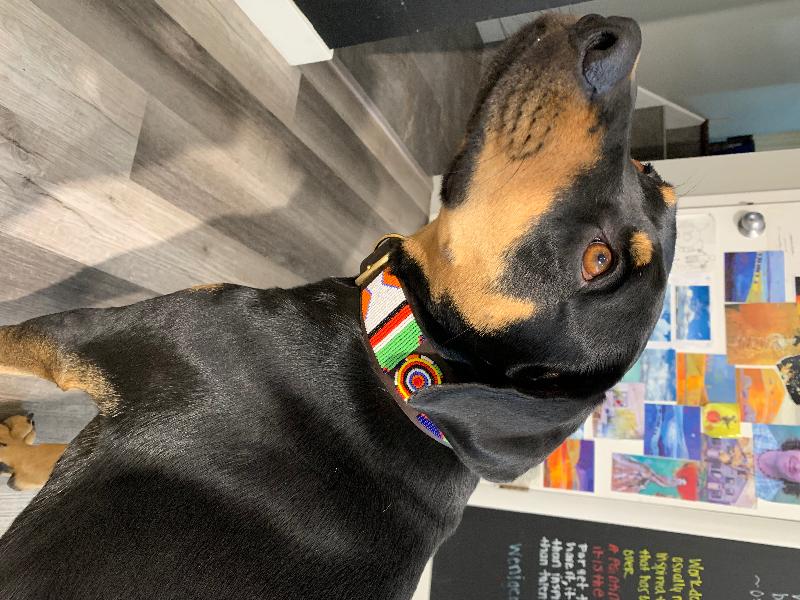 The Only Collars I Buy For My Dogs