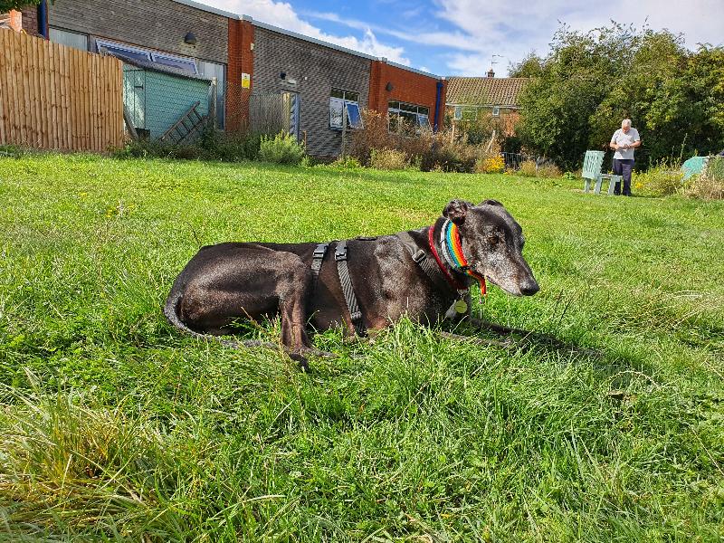 Greyhound with sensitive tummy