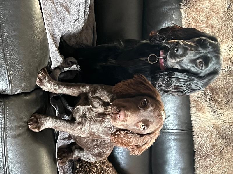 Excellent my puppies love the wet and dry food