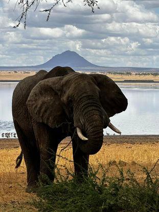 Africa will forever remain part of you!