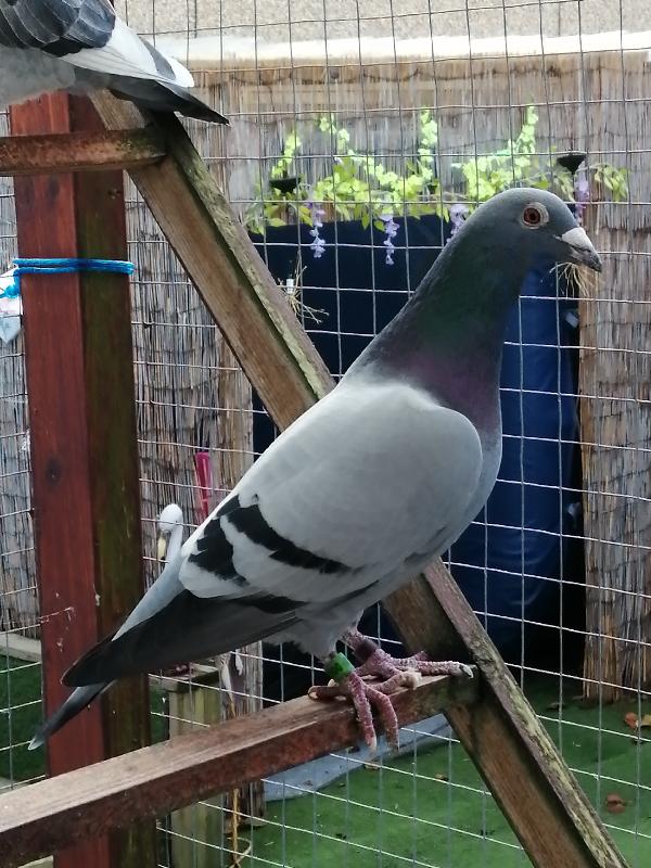 Great products gets your birds in tip top condition would highly recommend