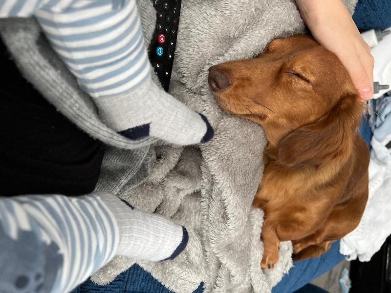 The best puppies you’ll ever get!