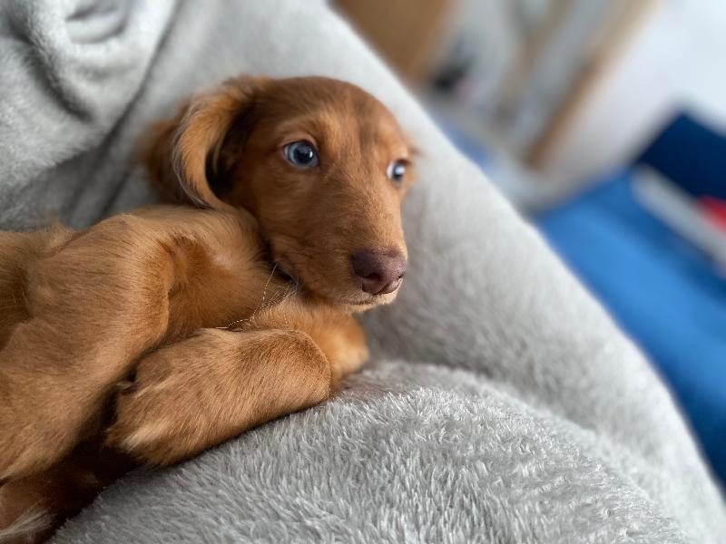 The best puppies you’ll ever get!