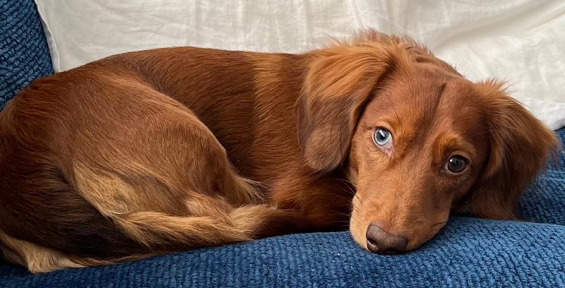 The best puppies you’ll ever get!