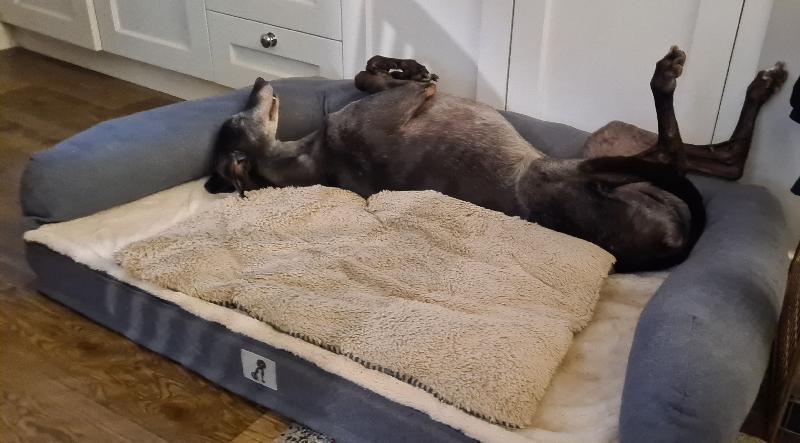 Grayson Luxury Memory Foam Dog Bed XL 120x80cm