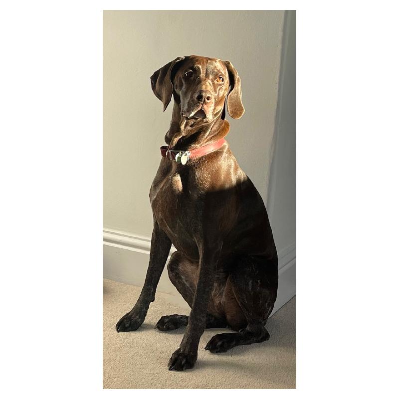Our dogs LOVE it and our vets are impressed with how they look!