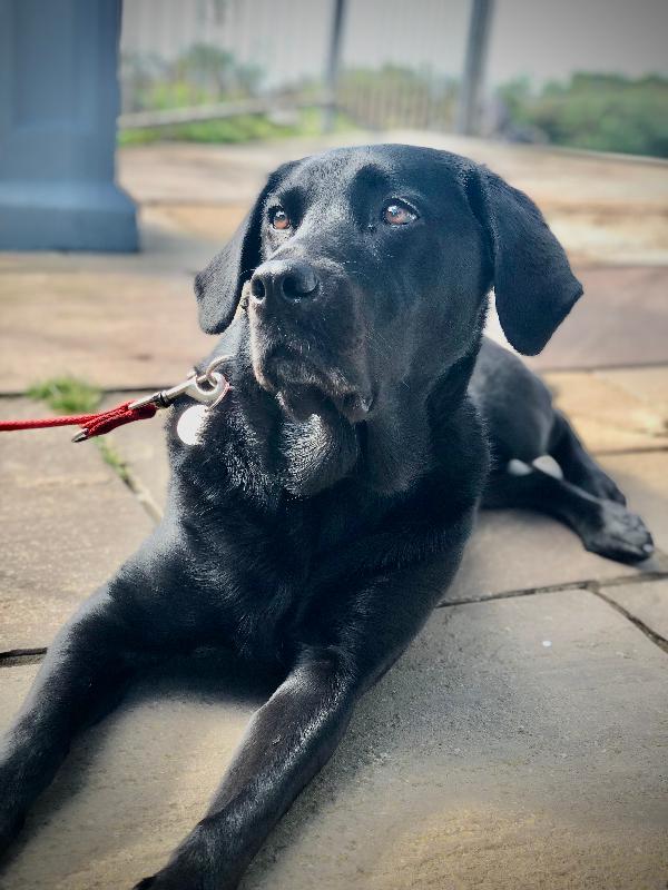 MORE Dog +Support Large Breed Chicken