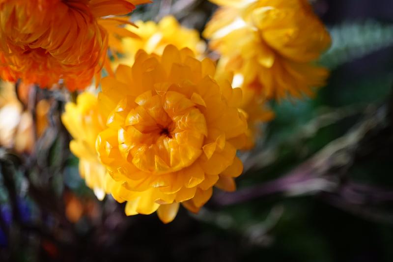 Lovely flowers