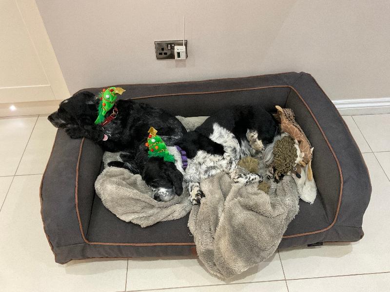 They love there new bed better than jumping on our sofa.Job done