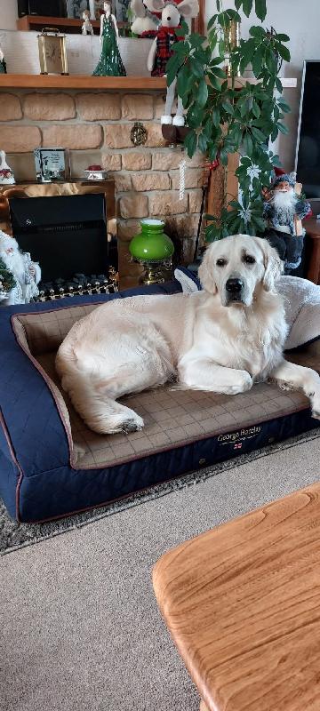 Wilson George love's his new Sofa bed