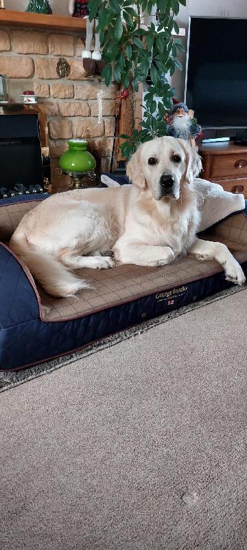 Wilson George love's his new Sofa bed
