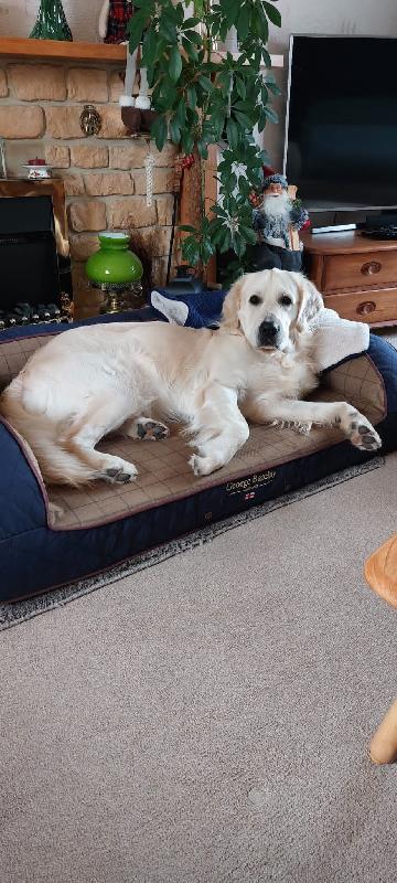 Wilson George love's his new Sofa bed