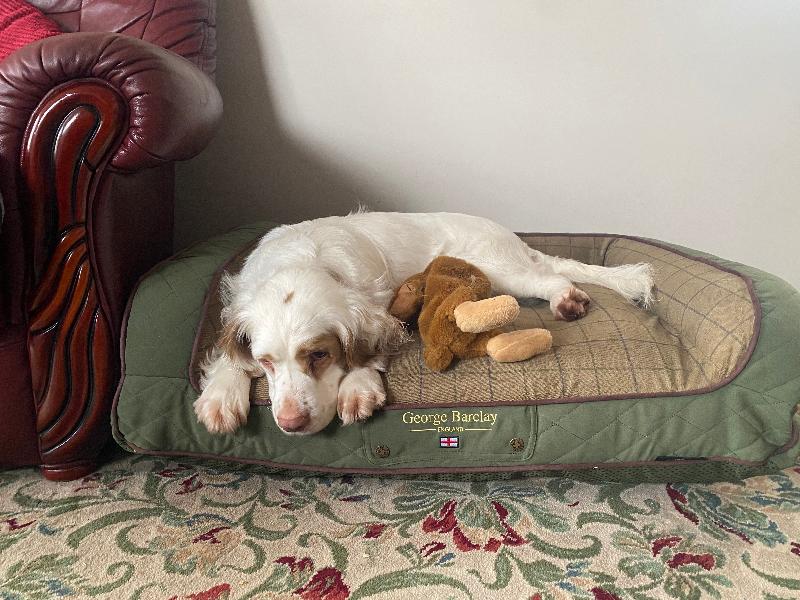 Poppy absolutely loves her well made bed❤️