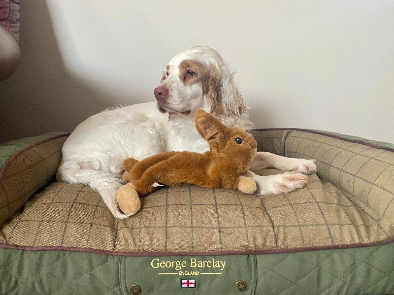 Poppy absolutely loves her well made bed❤️
