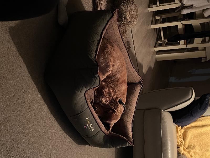 Top quality, sturdy dog beds.