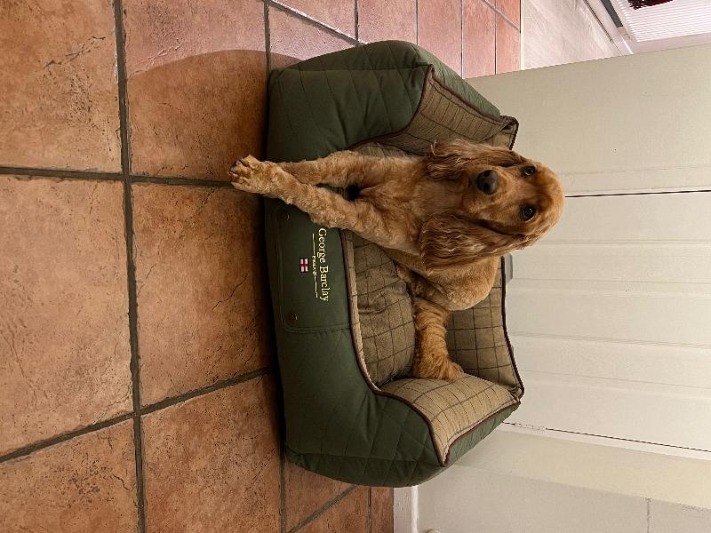 Top quality, sturdy dog beds.