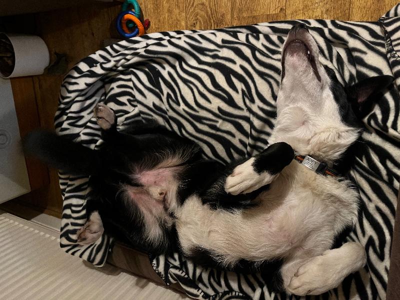 Lovely bed, great quality!