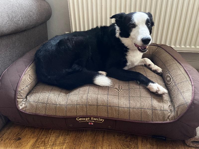 Lovely bed, great quality!