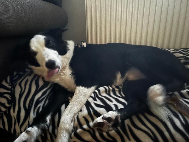 Lovely bed, great quality!