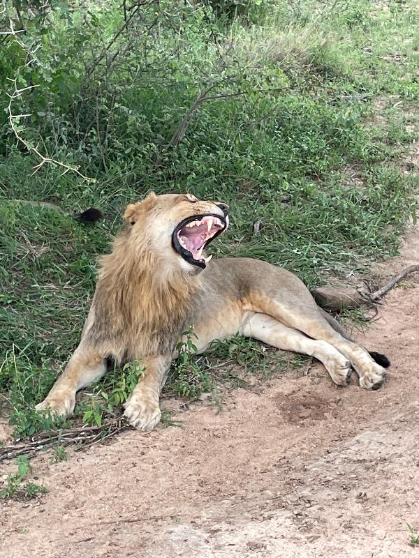 Faultless safari experience!