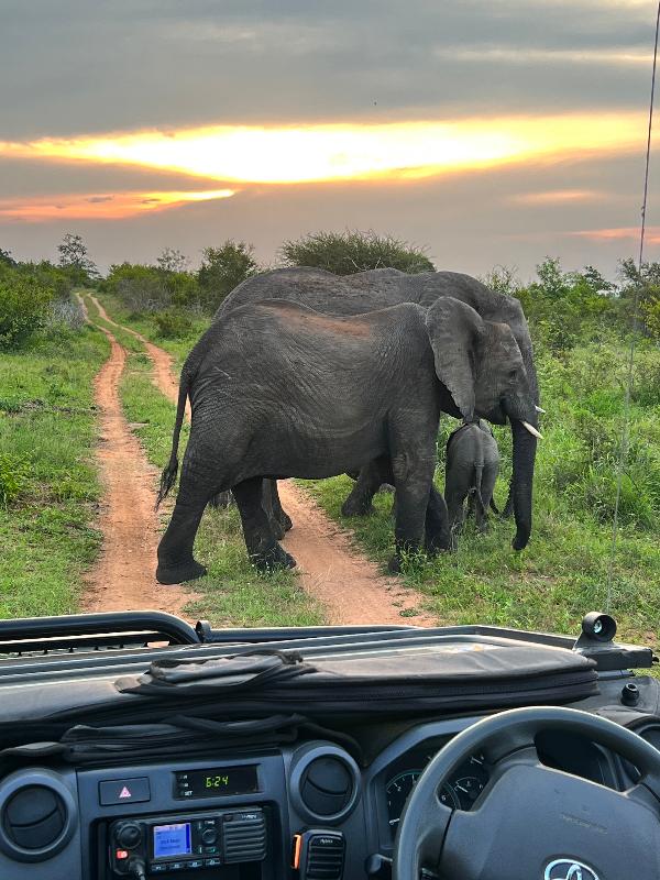 Faultless safari experience!