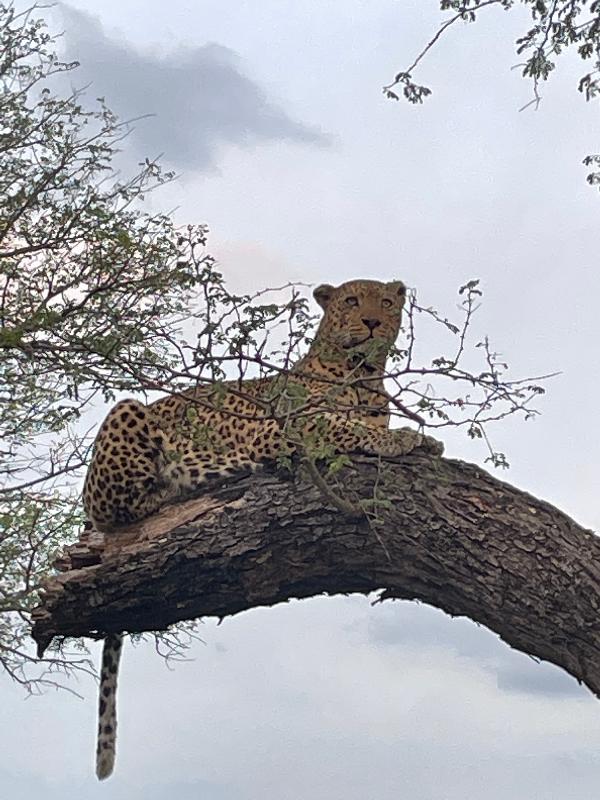 Faultless safari experience!