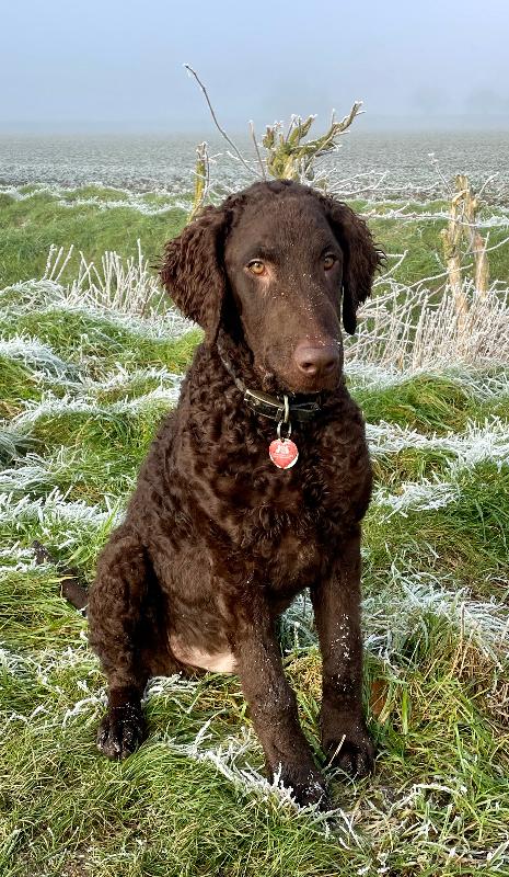 Exceptional quality food that has transformed my dogs’ health
