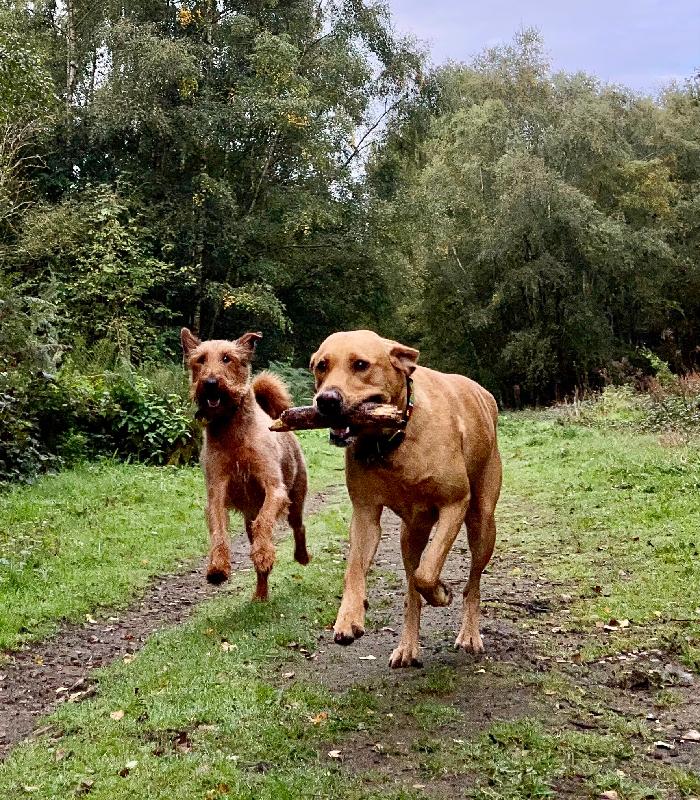 Skinners Always Make My Dogs Shine!