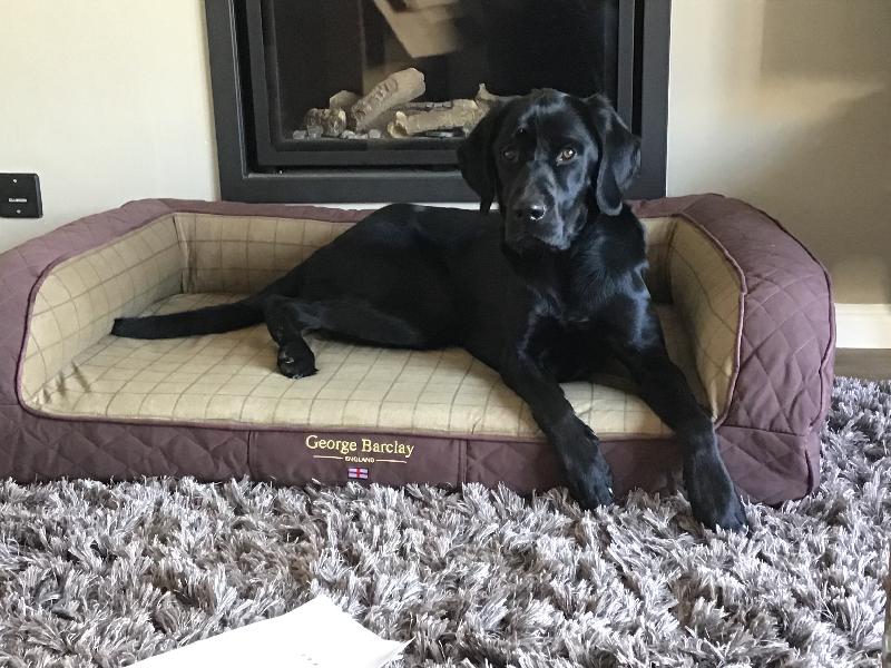 Gary loves his new bed!