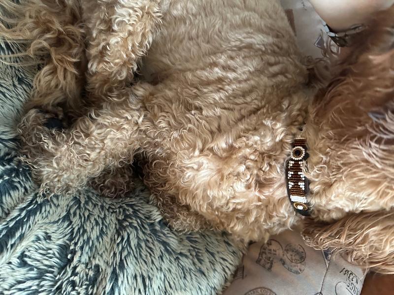 Hi, I ordered this collar for my cocker poo, it’s amazing quality