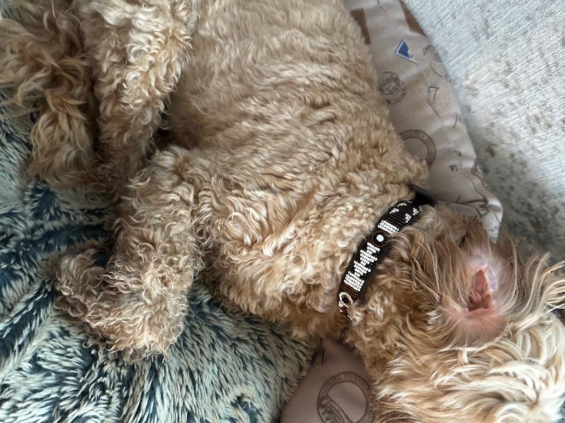Hi, I ordered this collar for my cocker poo, it’s amazing quality