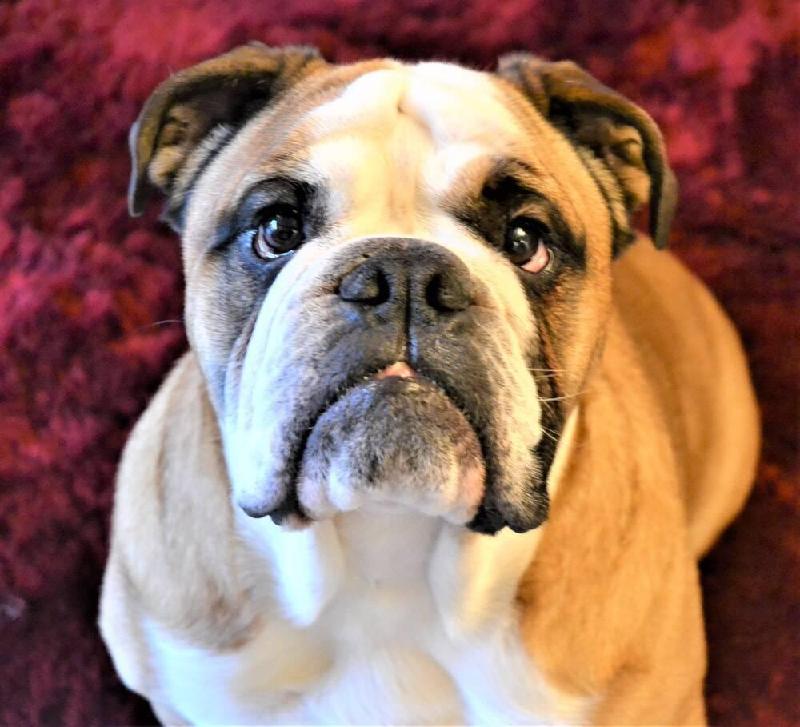 Pet Insurance