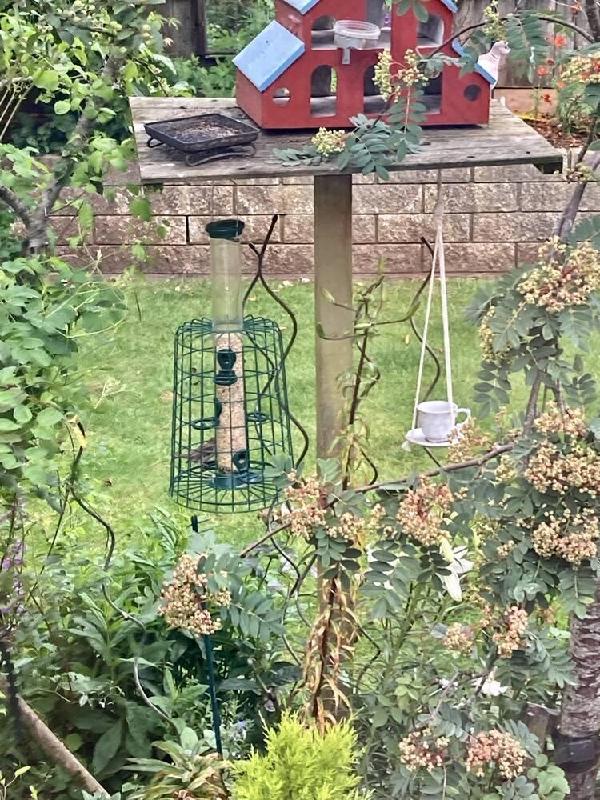 Feeder Guardian Cages