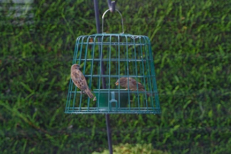 Suet Pellet & Mealworm Guardian Bird Feeder