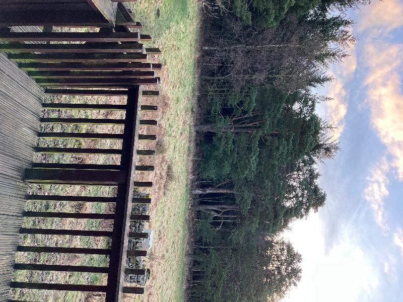 Dogs and trees great