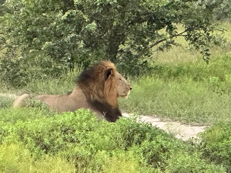 Planning to Perfection! The Safari of our dreams!