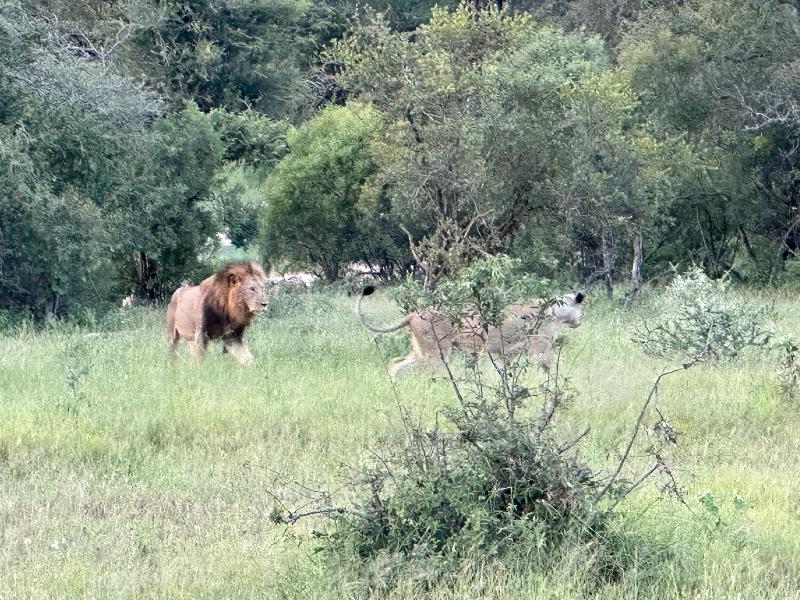 Planning to Perfection! The Safari of our dreams!