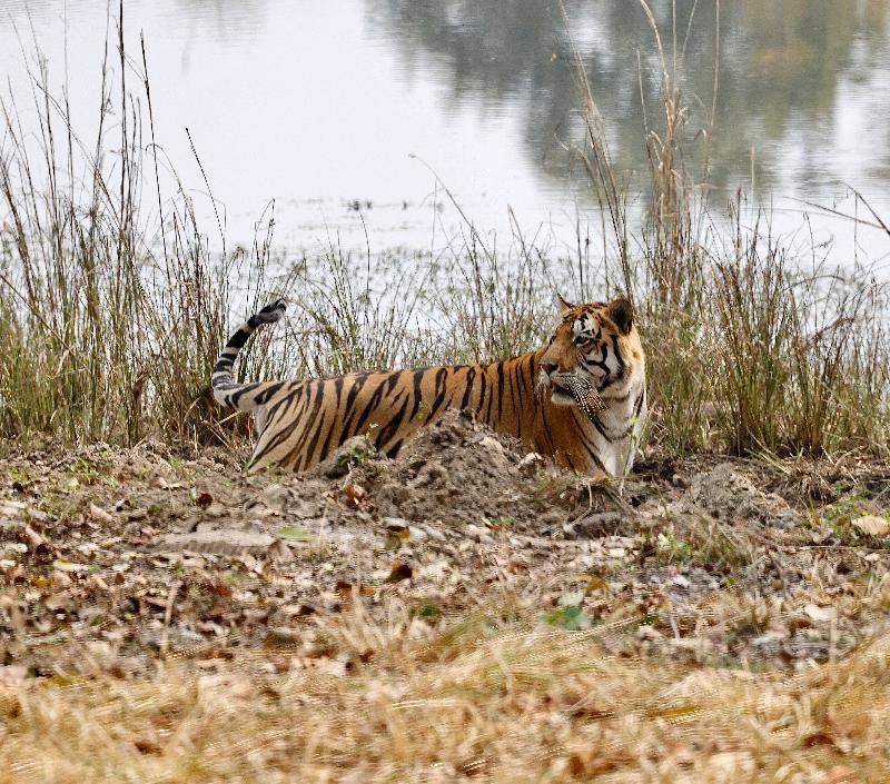 Wild India