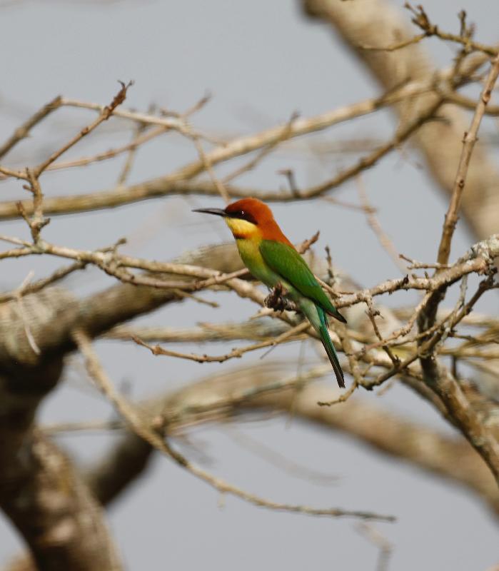 Wild India