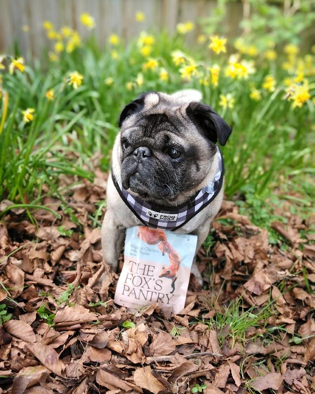 A Huge Hit with My Dog! Highly Recommend