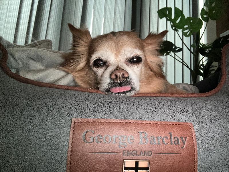Best Dog Bed Ever!!