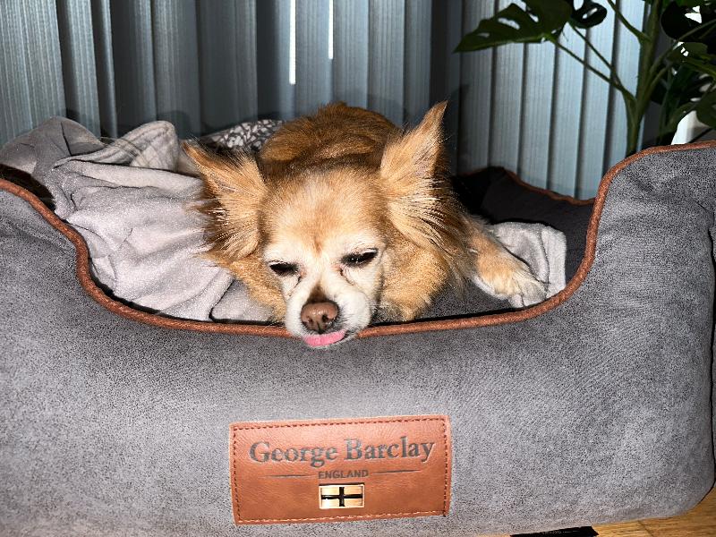 Best Dog Bed Ever!!