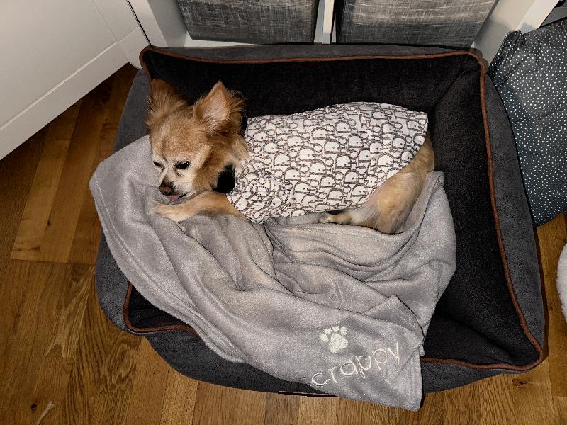 Best Dog Bed Ever!!