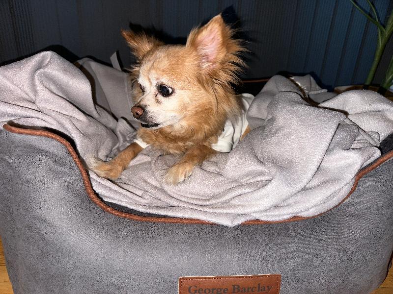 Best Dog Bed Ever!!
