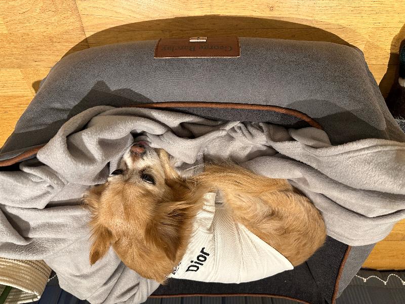 Best Dog Bed Ever!!
